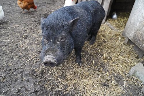 1 jaar oude minivarkens in de tuin
