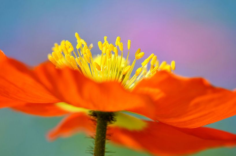 papaverbloem van Violetta Honkisz