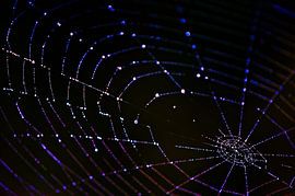 Web Art by Jessica Berendsen