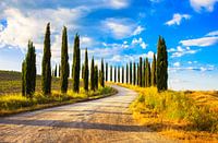 Country road with cypress trees. Tuscany