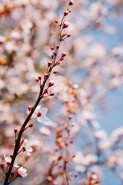 Cherry blossom trees in spring, Japanese Sakura in Almere, Netherlands | Fine art botanical prints by Evelien Lodewijks