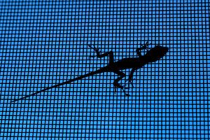 Lizard on the insect screen von M DH