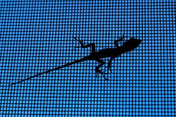 Lizard on the insect screen by M DH