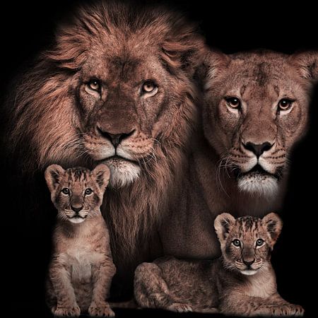Löwenfamilie mit Jungtierenvon Bert Hooijer