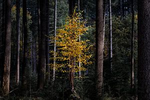 Herbst im Speulderbos
