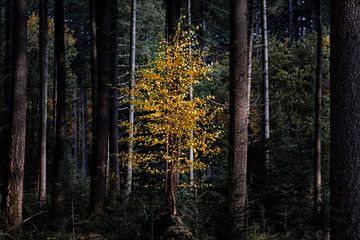 Herfst in het speulderbos van Sander Groenendijk