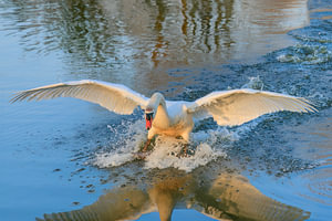 Swan kam, als ich rief
