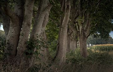 Waldwand mit Erlenbäumen. Steenwijk von Albert Brunsting