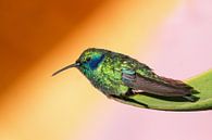 Kolibri (hummingbird, Costa Rica) van Cocky Anderson thumbnail