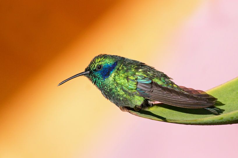 Kolibri (hummingbird, Costa Rica) van Cocky Anderson