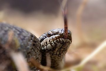 Smooth snake by Antoine Deleij
