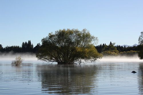 Tree in the lake