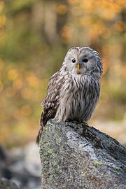 Habichtskauz ( Strix uralensis ) vor herbstlicher Kulisse sur wunderbare Erde