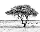 Eenzame boom in zwart wit | Landschap Natuurfotografie van Monique Tekstra-van Lochem thumbnail