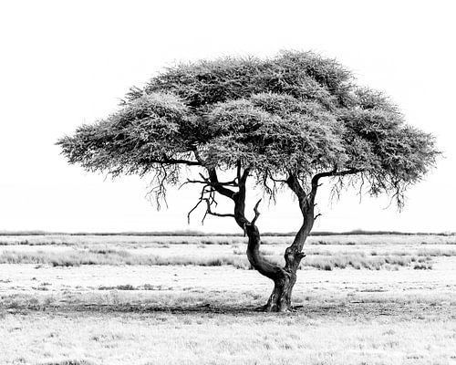 Eenzame boom in zwart wit | Landschap Natuurfotografie