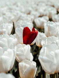 Weißes Tulpenfeld von Lara Groenhof