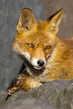 Portrait of a fox on a rock