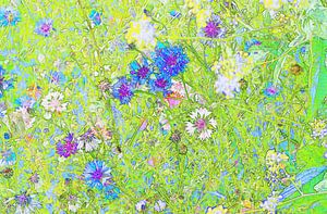 champ de fleurs avec des bleuets