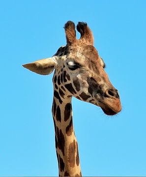 Giraffe in de USA van Karel Frielink