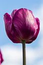 Dieproze tulp van Leonie Boverhuis thumbnail