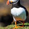 Puffins in Scotland by Andreas Müller