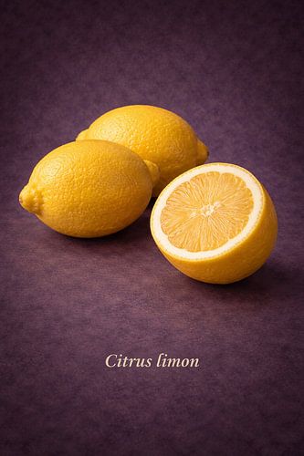 Citroen Citrus limon