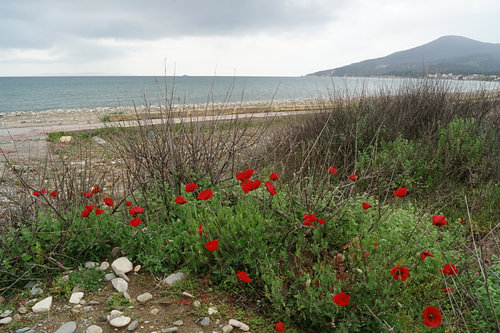 Mohnblumen am Strand