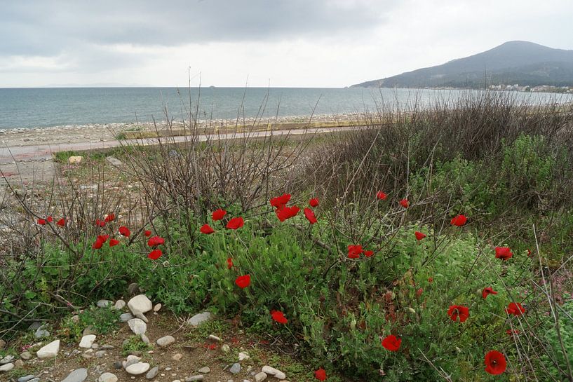 Mohnblumen am Strand von Patrick Ven