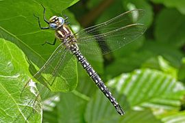 Glasschneider von Tjamme Vis