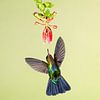 Kolibri Kleiner Violetear in Costa Rica von Rob Kempers  Nature-Art-Landscape Photography