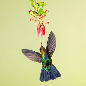 Hummingbird Lesser violetear in Costa Rica by Rob Kempers