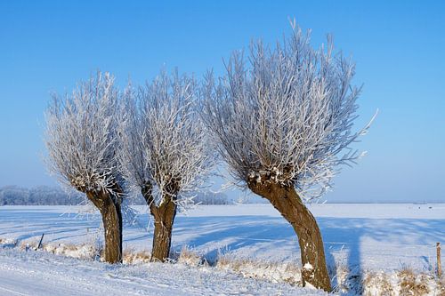 Knotwilg in de sneeuw