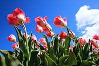 Tulpen in de wind von Saskia Hoks Miniaturansicht