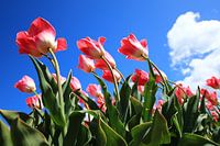 Tulpen in de wind