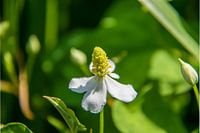 Close-up witte bloemen