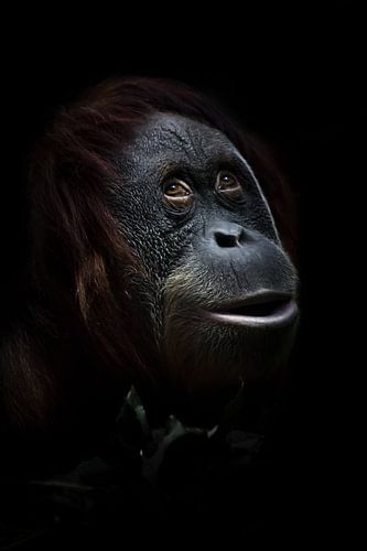 Dromen. Een geraffineerde verraste orang-oetan tegen een achtergrond van groen, een close-up gezicht