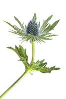 Thistle against a white background