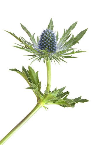 Distel tegen een witte achtergrond