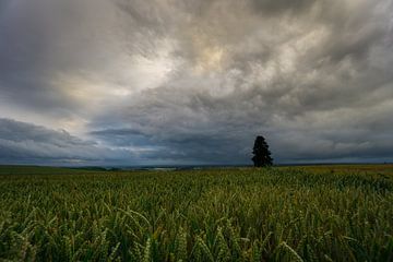 Germany - Wide fields of grain and a lonely tree at dawn by adventure-photos