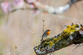 Rotkehlchen auf einem Baumstamm von Martin Steiner