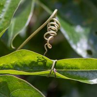 Picture Passion Flower Curl 01
