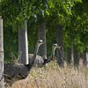 Zwei Nandus oder Größere Rhea (Rhea americana), die durch eine Baumreihe auf ein Feld blicken, seit  von Maren Winter
