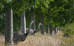 Zwei Nandus oder Größere Rhea (Rhea americana), die durch eine Baumreihe auf ein Feld blicken, seit  von Maren Winter