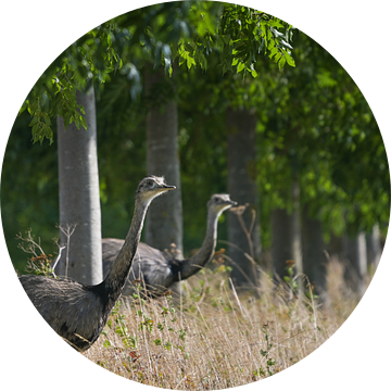 Twee nandus of grotere rhea (Rhea americana) kijkend door een rij bomen naar een veld, sinds 2000 zi van Maren Winter