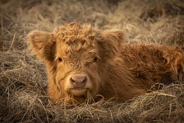 Scottish highlander calf in the hay by KB Design & Photography (Karen Brouwer)