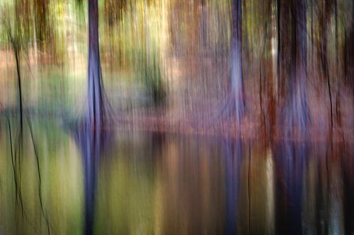 Serene stilte / creatieve natuurfotografie met Moerascipressen