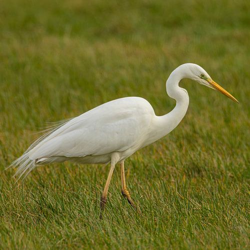 Grote zilverreiger