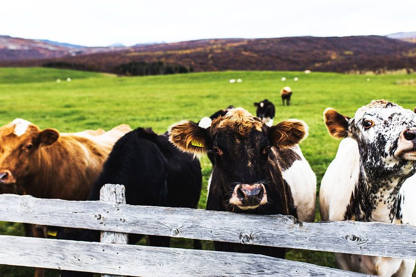 Cows by Walljar