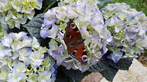 vlinder op een bloem
