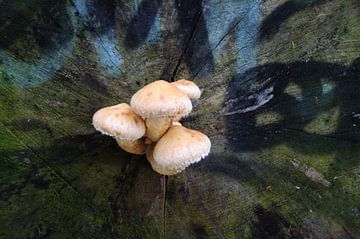 3 paddenstoel op stronk  van Robert Lotman